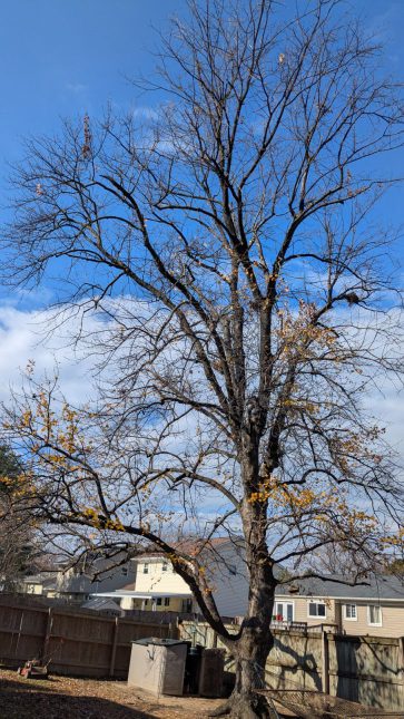 Backyard tree with a few leaves